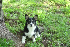 Little Molly