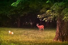Sara Bear and her new baby deer friend in our Mt Juliet backyard.