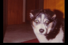 Jeff Silverman's first Corgi