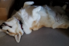 A tired Sara Bear!
