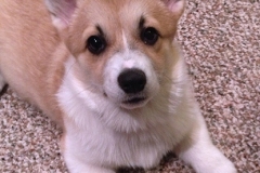 The first month with our Sara Bear!