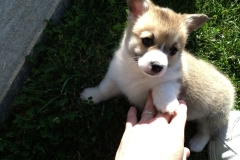 Sara's first day at the "ranch" :)